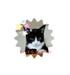 パウくん（個別スタンプ：8）
