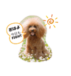 Cherie's stamp2（個別スタンプ：8）