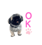 こんにちはしし丸です！（個別スタンプ：4）