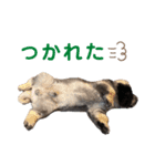 こんにちはしし丸です！（個別スタンプ：5）