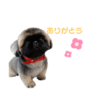 こんにちはしし丸です！（個別スタンプ：8）