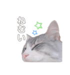 しゅがちゃんスタンプ（個別スタンプ：9）