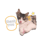 しゅがちゃんスタンプ（個別スタンプ：14）