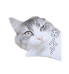 しゅがちゃんスタンプ（個別スタンプ：22）