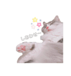 しゅがちゃんスタンプ（個別スタンプ：27）
