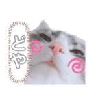 しゅがちゃんスタンプ（個別スタンプ：31）