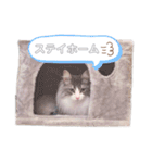 しゅがちゃんスタンプ（個別スタンプ：33）