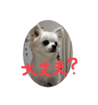 こたスタンプ 1（個別スタンプ：8）