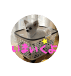 こたスタンプ 1（個別スタンプ：26）