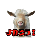 ヤギの小太郎（個別スタンプ：3）