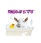 ヤギの小太郎（個別スタンプ：5）