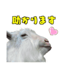 ヤギの小太郎（個別スタンプ：8）