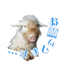 ヤギの小太郎（個別スタンプ：10）