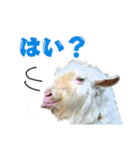 ヤギの小太郎（個別スタンプ：12）