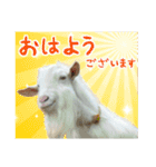 ヤギの小太郎（個別スタンプ：13）