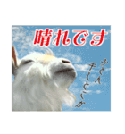 ヤギの小太郎（個別スタンプ：14）