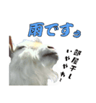 ヤギの小太郎（個別スタンプ：15）