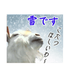 ヤギの小太郎（個別スタンプ：16）
