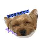 まるandつぶ③（個別スタンプ：4）