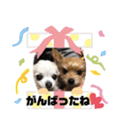 KATIE＆CLAIRE 3（個別スタンプ：19）