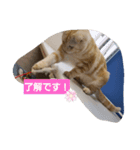ぼくバニエ（個別スタンプ：3）