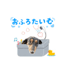 ミニチュアダックスの気ままなランチ⑭（個別スタンプ：1）