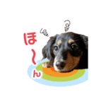 ミニチュアダックスの気ままなランチ⑭（個別スタンプ：5）