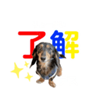 ミニチュアダックスの気ままなランチ⑭（個別スタンプ：6）