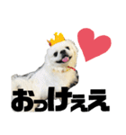 4ペキLIFE.（個別スタンプ：1）