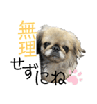 4ペキLIFE.（個別スタンプ：7）