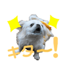 4ペキLIFE.（個別スタンプ：12）