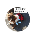 カニンヘンダックスフンドのむきゅ（個別スタンプ：5）
