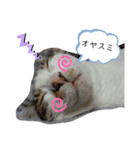 ミロコビッチ365日（個別スタンプ：4）