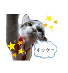 ミロコビッチ365日（個別スタンプ：10）