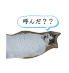 ミロコビッチ365日（個別スタンプ：12）