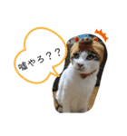 ミロコビッチ365日（個別スタンプ：17）