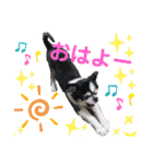 みんなかわんこの日常（個別スタンプ：2）