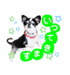 みんなかわんこの日常（個別スタンプ：3）