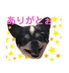 みんなかわんこの日常（個別スタンプ：4）