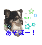 みんなかわんこの日常（個別スタンプ：5）