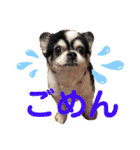 みんなかわんこの日常（個別スタンプ：8）