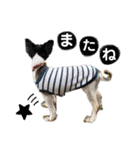 みんなかわんこの日常（個別スタンプ：10）