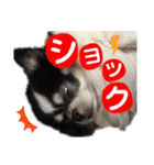 みんなかわんこの日常（個別スタンプ：11）