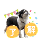 みんなかわんこの日常（個別スタンプ：12）