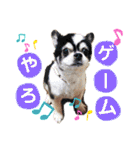 みんなかわんこの日常（個別スタンプ：13）
