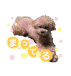 みんなかわんこの日常（個別スタンプ：14）