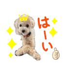 みんなかわんこの日常（個別スタンプ：15）