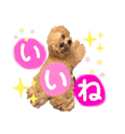 みんなかわんこの日常（個別スタンプ：16）