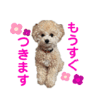 みんなかわんこの日常（個別スタンプ：17）