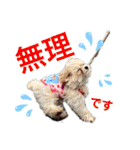 みんなかわんこの日常（個別スタンプ：22）